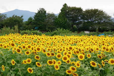 Những cánh đồng hướng dương rực rỡ ánh vàng trong Lễ hội Himawari Matsuri.